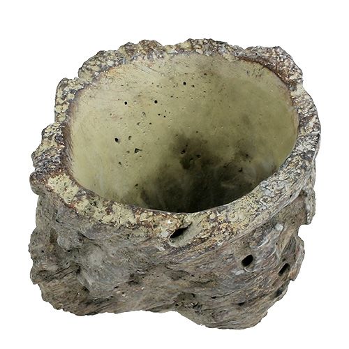 Floristik24 Pot en tronc d&#39;arbre Ø10,5cm H12cm 2pcs