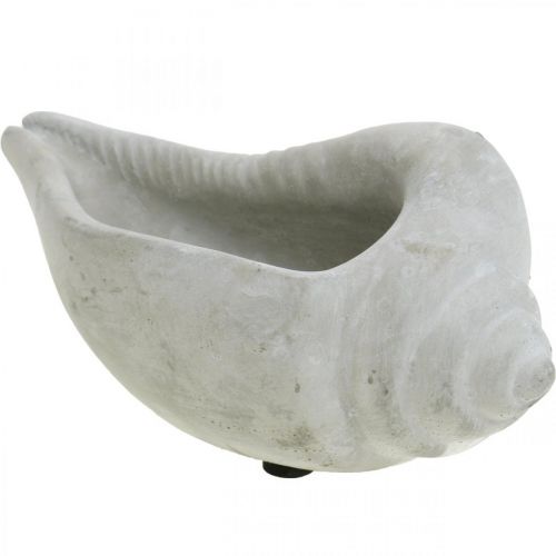 Floristik24 Cache-pot coquillage, coupelle coquille d'escargot, décoration béton maritime L17cm H7.5cm 3 pièces