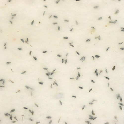 Floristik24 Ruban feutre fleurs lavande, ruban déco, ruban pot, feutre laine blanc crème 15cm 5m