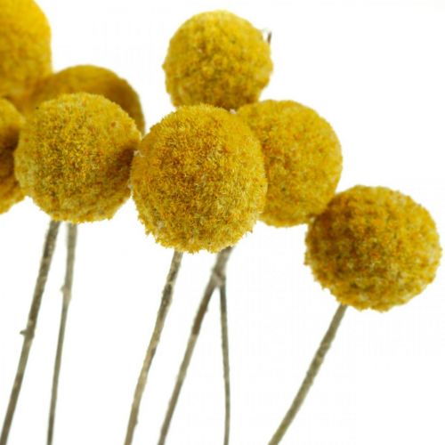 Article Craspedia Fleurs Séchées Pilons Jaune 70cm 10 pcs