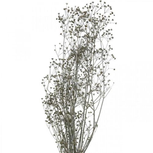 Article Fleur séchée Massasa branches décoratives blanchies 50-55cm bouquet de 6 pièces