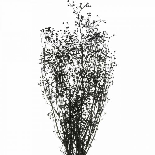 Floristik24 Fleur Séchée Massasa Noir Décoration Naturelle 50-55cm Bouquet de 10 pcs