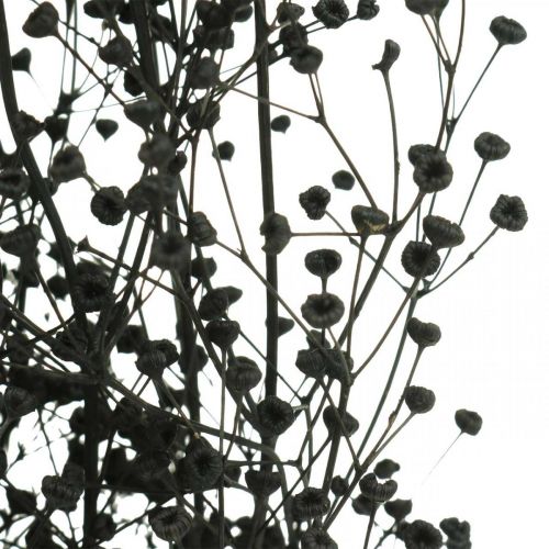 Article Fleur Séchée Massasa Noir Décoration Naturelle 50-55cm Bouquet de 10 pcs