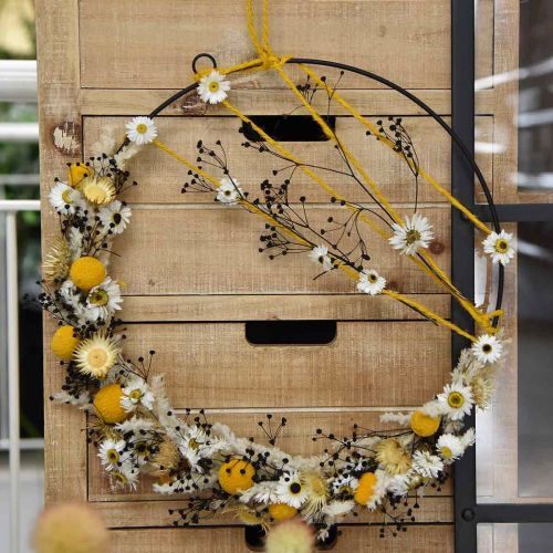 Floristik24.fr Fleur séchée Massasa noire décoration naturelle 50-55cm  bouquet de 10pcs - acheter pas cher en ligne
