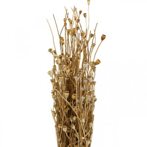Article Fleurs séchées capsules de graines de pavot nature séchées bouquet de décoration séché sauvage 100g