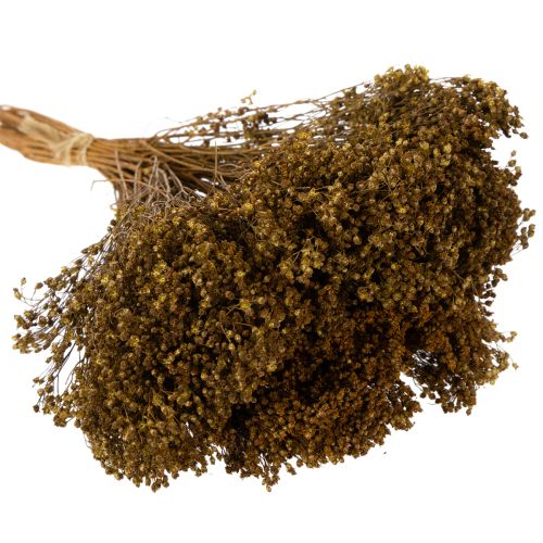 Article Fleurs séchées de genêt, vert olive, 160 g, 48 cm