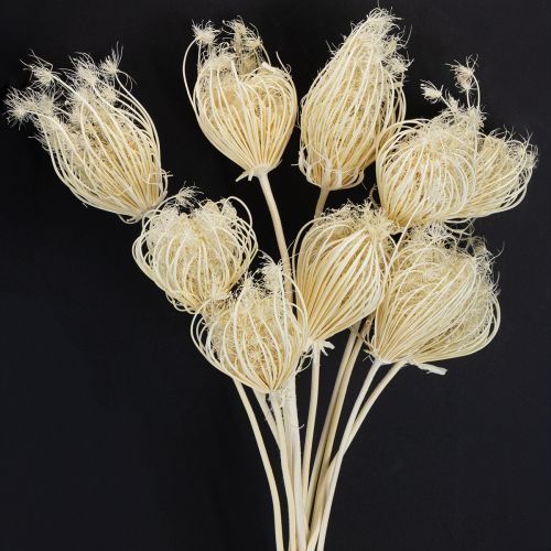 Floristik24 Fleurs séchées fenouil crème blanchi 45cm bouquet 10 pcs