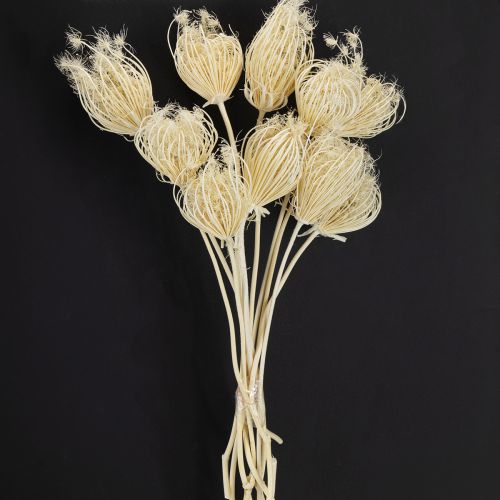 Article Fleurs séchées fenouil crème blanchi 45cm bouquet 10 pcs