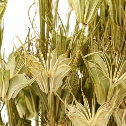 Floristik24 Fleurs séchées cumin noir décoration nature Nigelle 50cm 75g