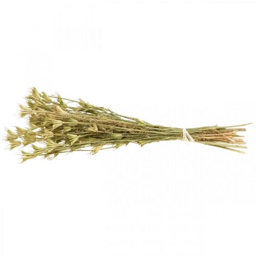 Floristik24 Fleurs séchées cumin noir décoration nature Nigelle 50cm 75g