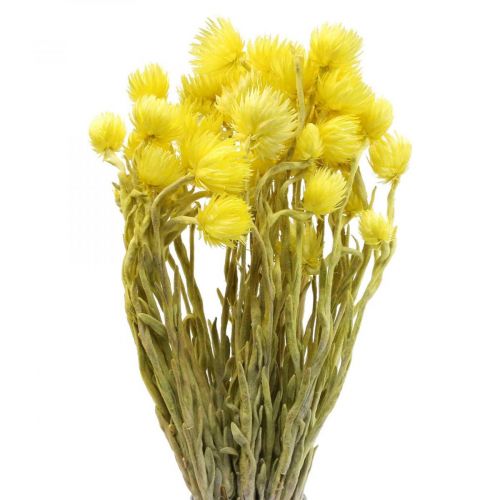 Fleurs séchées Cap fleurs Jaune Paille fleurs H42cm