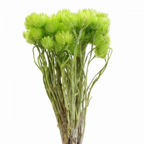 Article Fleurs séchées fleurs de calotte fleurs paille vert clair H42cm