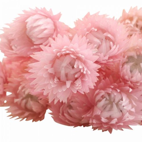 Article Fleurs séchées fleurs de calotte fleurs paille rose H42cm