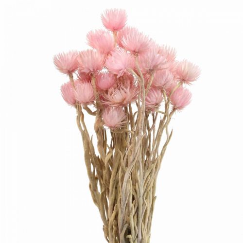 Article Fleurs séchées fleurs de calotte fleurs paille rose H42cm