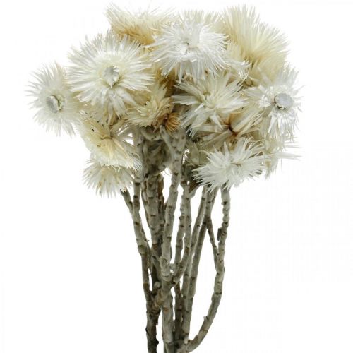 Floristik24 Fleurs séchées fleurs de calotte blanc naturel, fleurs paille, bouquet de fleurs séchées H33cm
