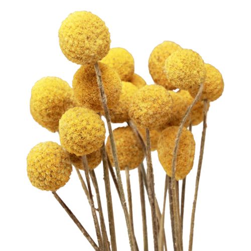 Floristik24 Fleurs séchées Craspedia séchées, pilons jaunes 50cm 20 pcs