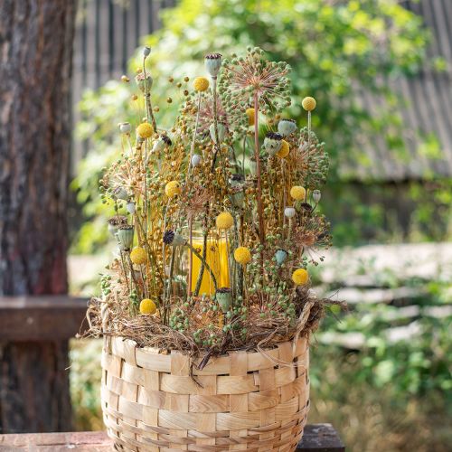 Floristik24 Fleurs séchées Craspedia séchées, pilons jaunes 50cm 20 pcs