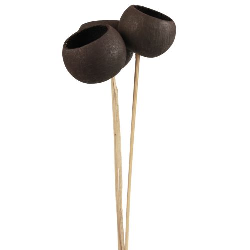 Floristik24 Fleurs séchées coupelles décoratives en cloche sur tige noir 44cm 3 pcs