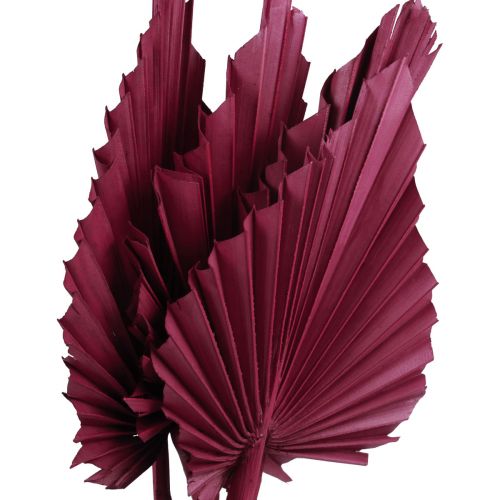 Article Feuille palmier Rouge bordeaux Palmspear séché 34-37cm 4pcs