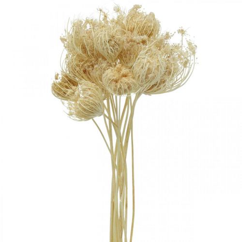 Bouquet blanchi de fenouil de fleurs séchées