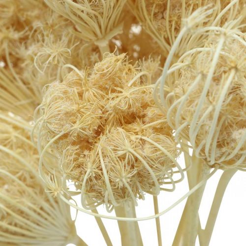 Article Bouquet blanchi de fenouil de fleurs séchées