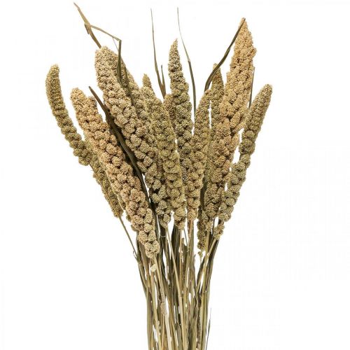 Floristik24 Fleurs séchées grain de millet déco floristique sèche 65cm 100g