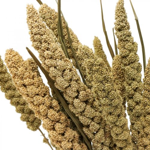 Article Fleurs séchées grain de millet déco floristique sèche 65cm 100g