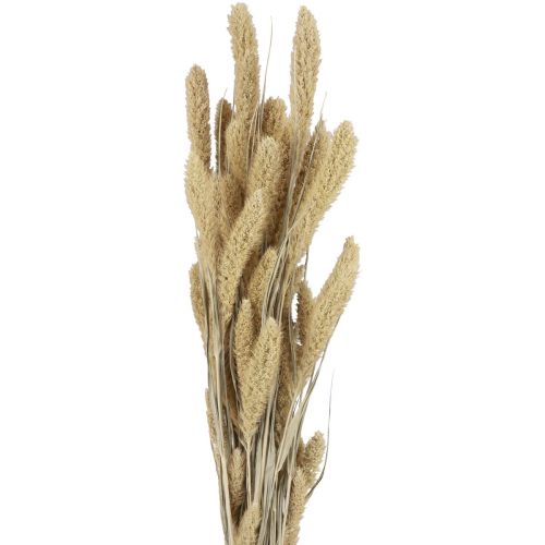 Floristik24 Fleurs séchées millet naturel soies Setaria millet H40-60cm 60g