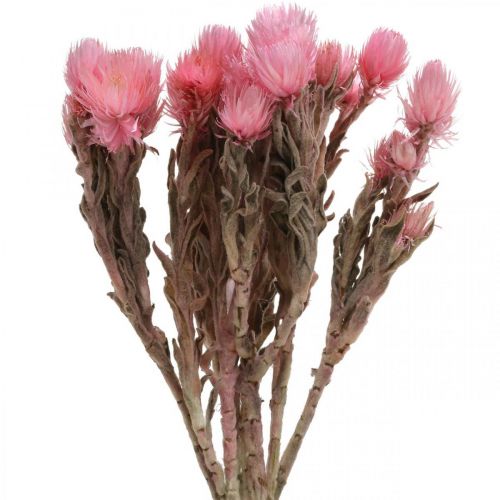 Article Fleurs séchées Cap fleurs Fleurs paille rose Fleurs sèches H30cm