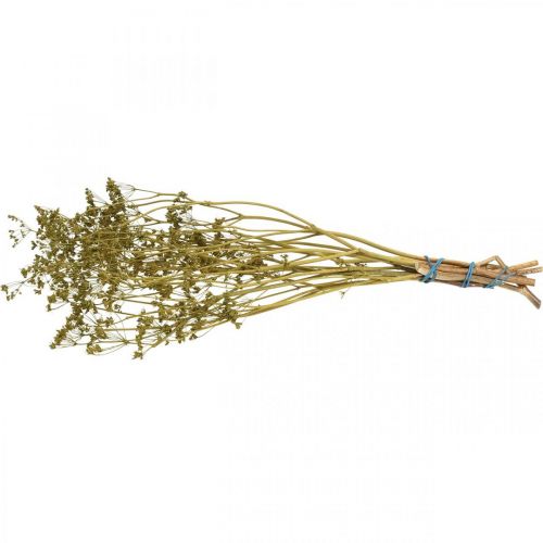 Article Fleurs séchées véritable carvi vert décoration 55cm bouquet de 5 pcs