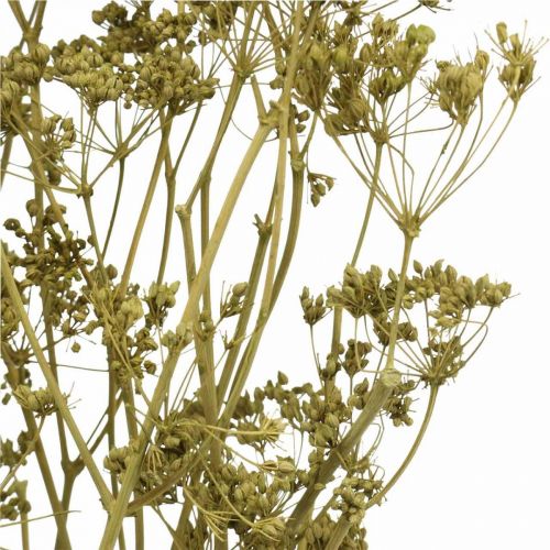 Article Fleurs séchées véritable carvi vert décoration 55cm bouquet de 5 pcs