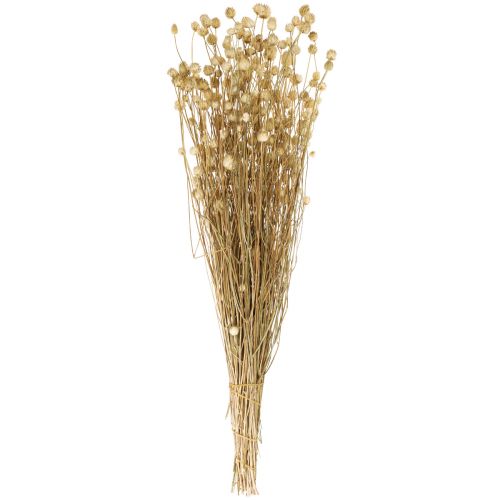 Article Fleurs séchées chardon sec naturel chardon fraise 60cm 100g