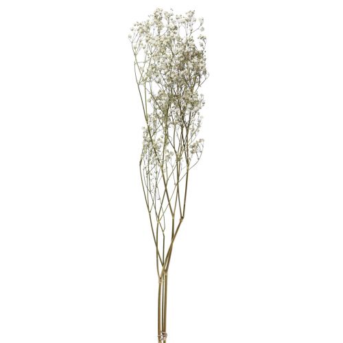Floristik24 Fleurs séchées Gypsophila Gypsophila Blanche 58cm 7g