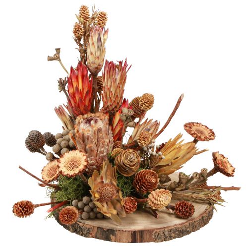 Article Cônes protéa exotiques décoration sèche Bellgum L24–48cm 580g