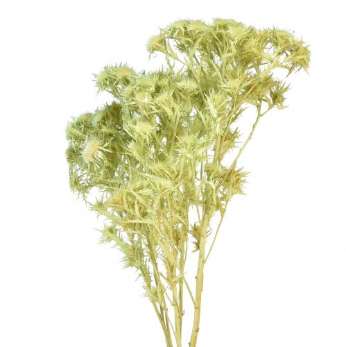 Floristik24 Décoration sèche chardon sauvage vert clair 85g