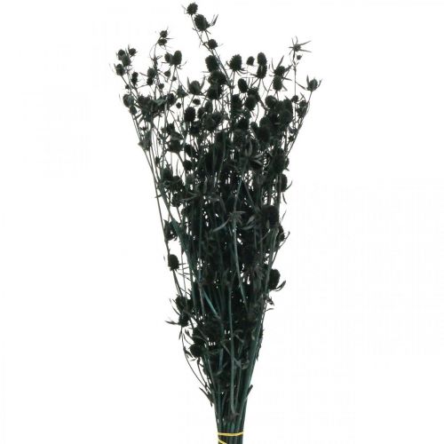 Floristik24 Chardon sec Chardon aux fraises noires Fleurs séchées 100g