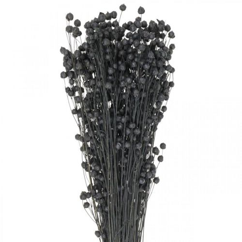 Floristik24 Herbe séchée Lin séché noir H50–55cm 80g