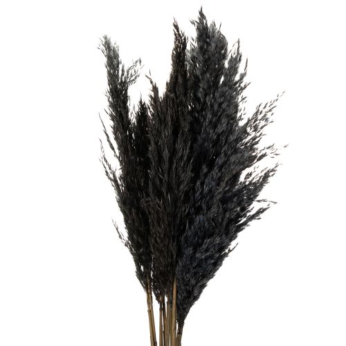 Article Herbe sèche, roseau, noir, 70 cm, tendance décorative, lot de 10