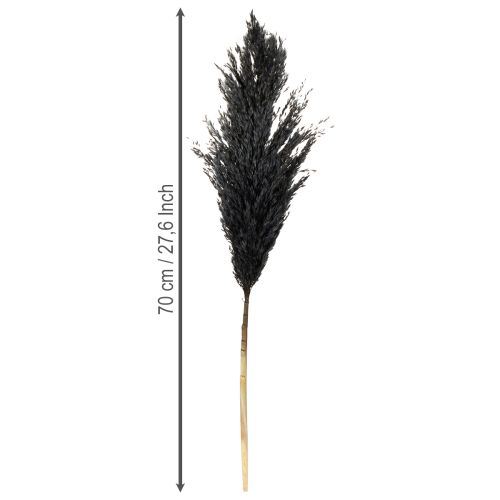 Article Herbe sèche, roseau, noir, 70 cm, tendance décorative, lot de 10
