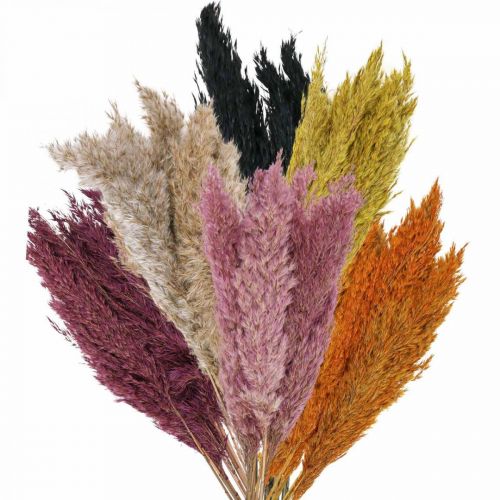 Article Carex d&#39;herbe sèche séché diverses couleurs 70cm 10pcs