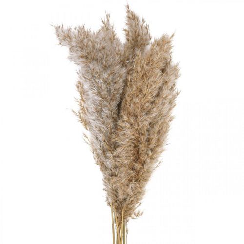 Floristik24 Herbe sèche carex herbe décorative séchée naturelle 70cm 10 pièces
