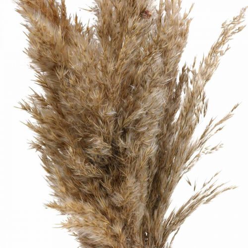 Floristik24 Herbe sèche carex herbe décorative séchée naturelle 70cm 10 pièces