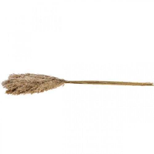 Floristik24 Herbe sèche carex herbe décorative séchée naturelle 70cm 10 pièces