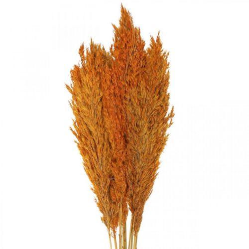 Article Carex d&#39;herbe sèche herbe décorative séchée orange 70cm 10 pcs