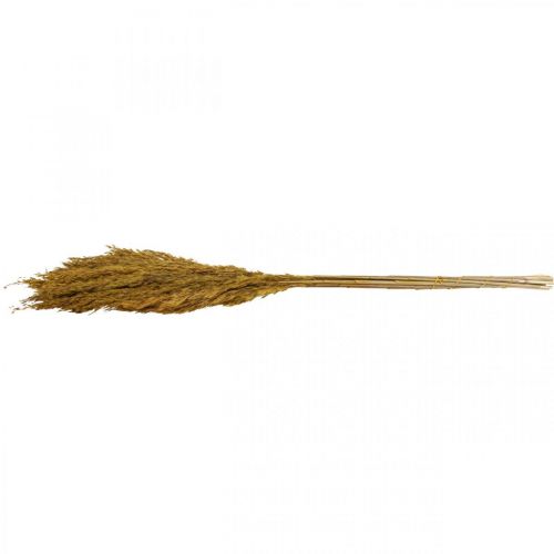 Article Carex d'herbe sèche herbe décorative vert olive séchée 70cm 10 pièces