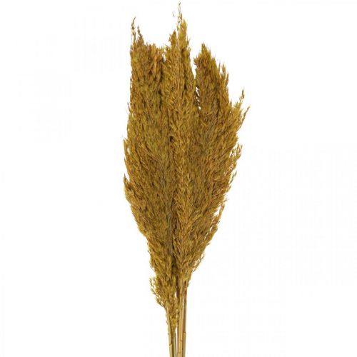 Floristik24 Carex d&#39;herbe sèche herbe décorative vert olive séchée 70cm 10 pièces