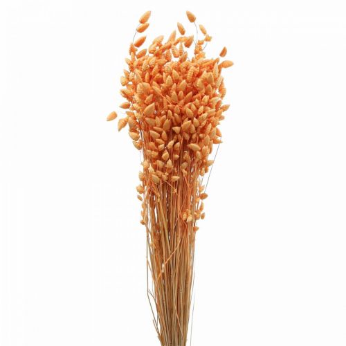 Floristik24 Bouquet sec d&#39;herbe tremblante Abricot Briza herbe ornementale 55cm 50g