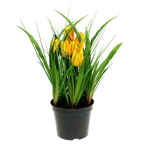 Floristik24.fr Tulipes en pot jaune 30cm - acheter pas cher en ligne