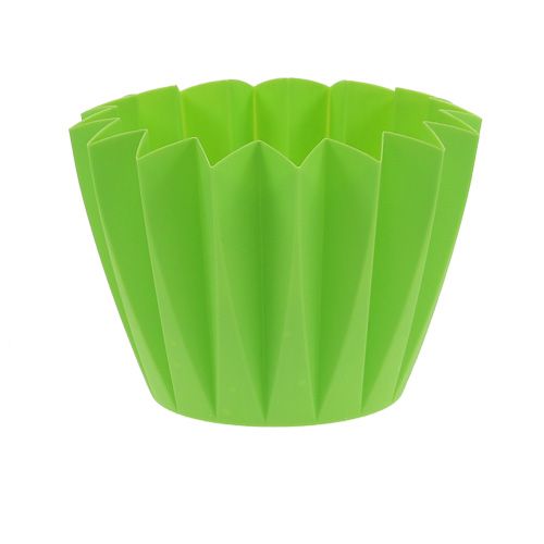 Floristik24 Pot Adonis Vert 14cm 20 pcs
