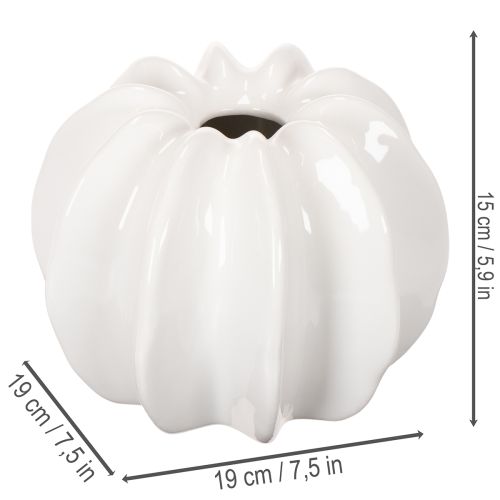 Vase décoratif en forme de citrouille blanche brillante 19 cm pour fleurs séchées | Floristik24.fr